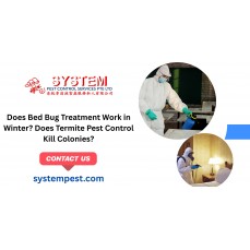 Does Bed Bug Treatment Work in Winter? Does Termite Pest Control Kill Colonies?