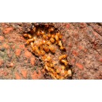 Seasonal Termite Control Tips: Navigating the High-Risk Periods