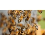 Responding to Beehive Emergencies: When and How to Take Action