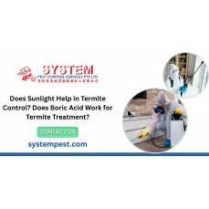 Does Sunlight Help in Termite Control? Does Boric Acid Work for Termite Treatment?