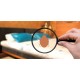 How to Identify a Bed Bug Infestation and What to Do Next