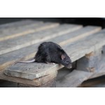 Managing Rat Infestations in Your Home without Resorting to Poison