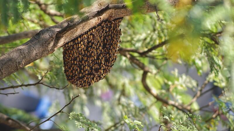 Bee nest by Singapore pest control company