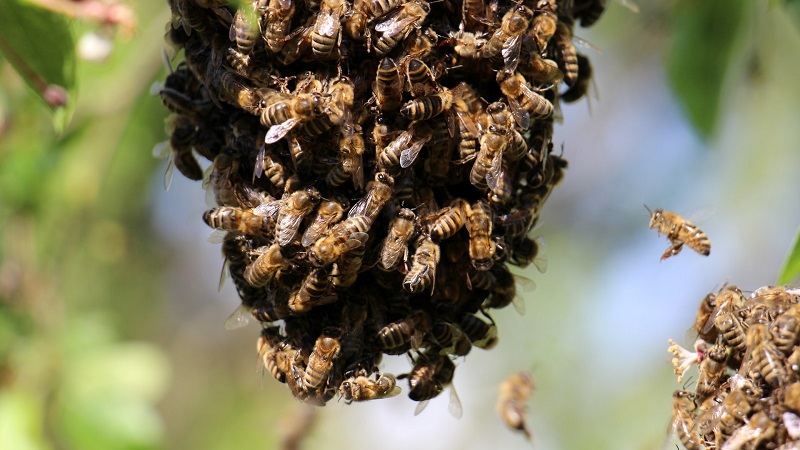 Get professional help for bee, wasp and hornet nests issues in Singapore