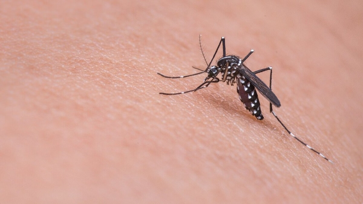 The Ultimate Expert Guide to Eliminate Mosquitoes from your Home
