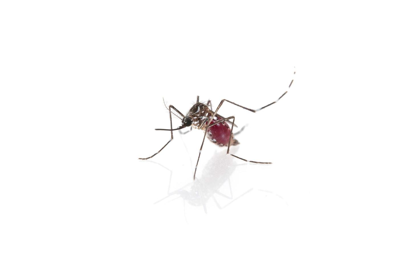 What is Mosquito Control and How to Prevent Mosquitoes
