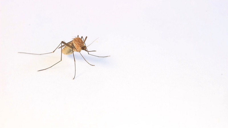 Mosquitoes are certainly not welcome visitors in our homes. How can we eliminate mosquitoes.