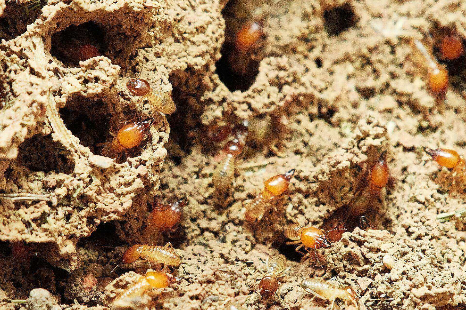 The Ultimate Guide to Termite Control in Singapore