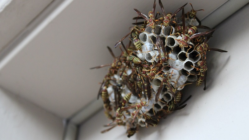 Wasp nests in Singapore by pest control company