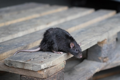 Managing Rat Infestations in Your Home without Resorting to Poison